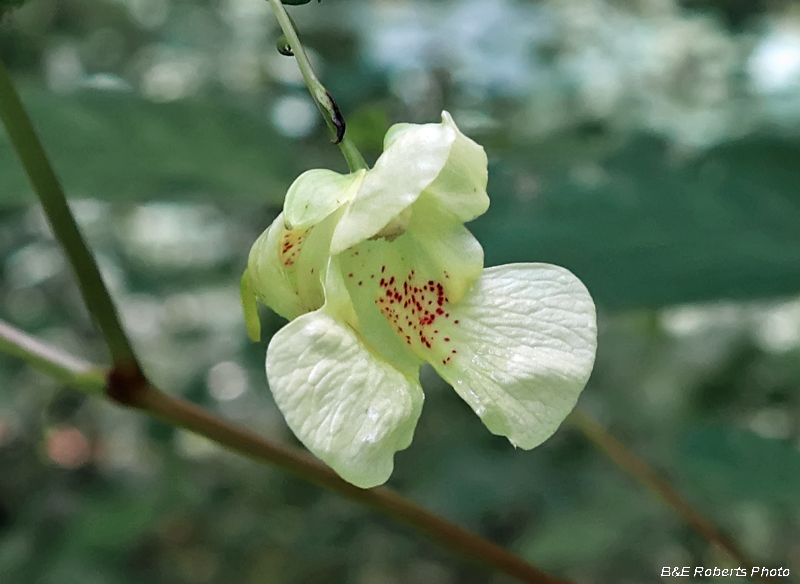 Impatiens_pallida