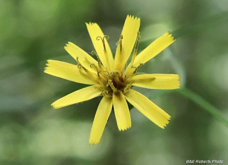 Lapsana_communis