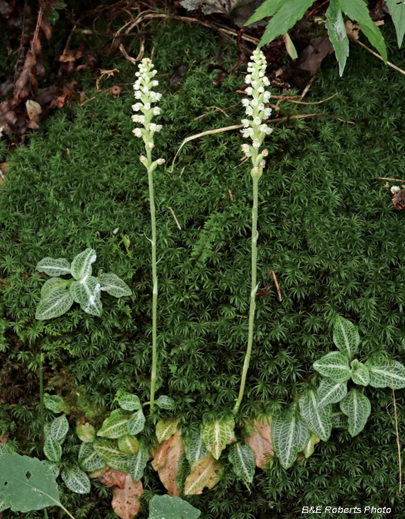 Goodyera_pubescens