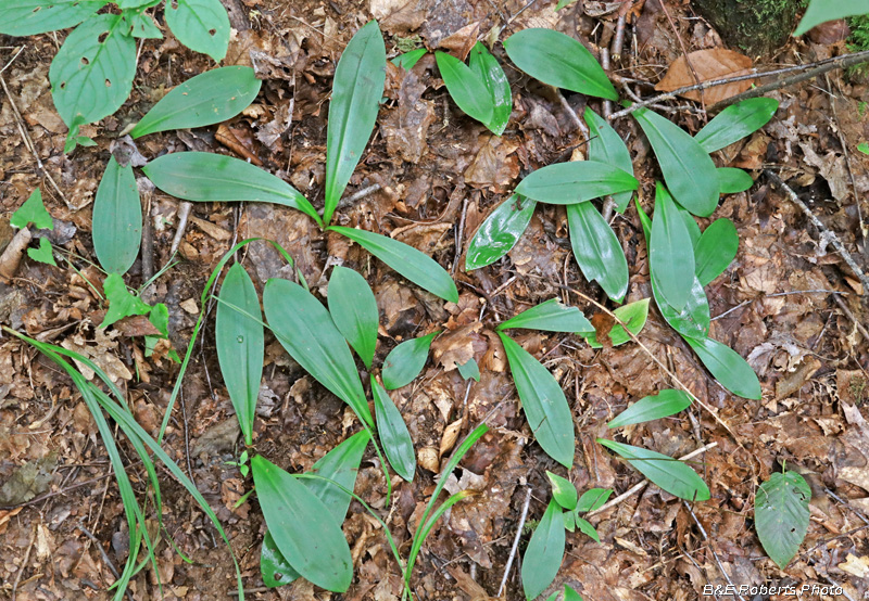 Goodyera_pubescens