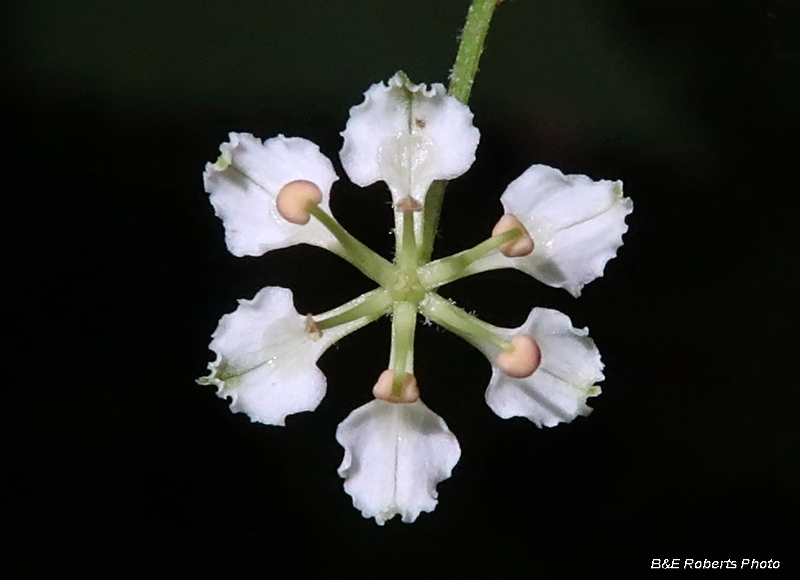 Melanthium_hybridum