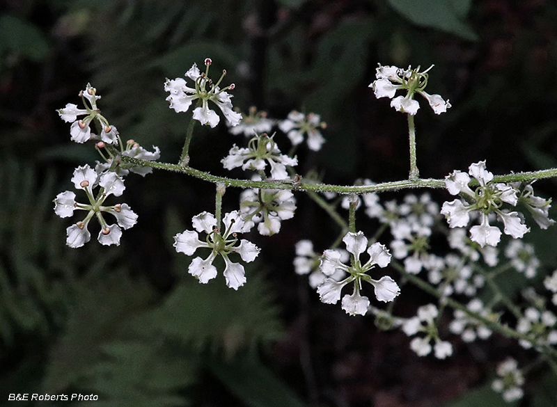 Melanthium_hybridum