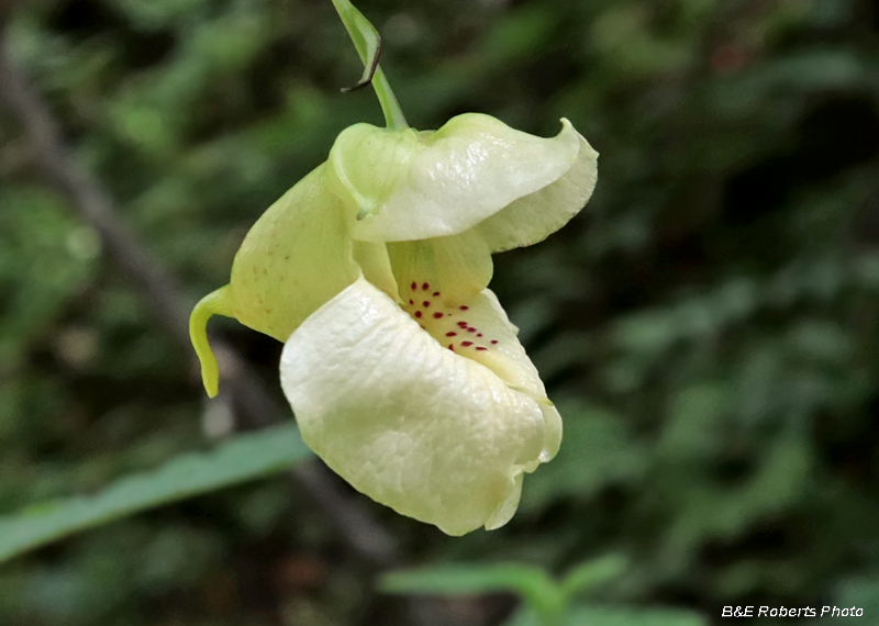 Impatiens_pallida