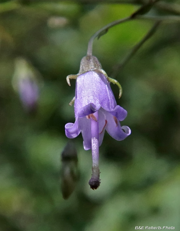 Southern_Harebell