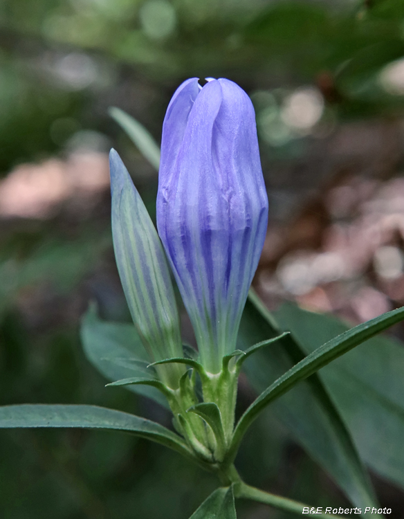 Gentiana