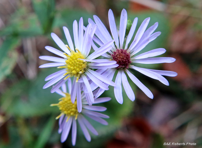 Asters