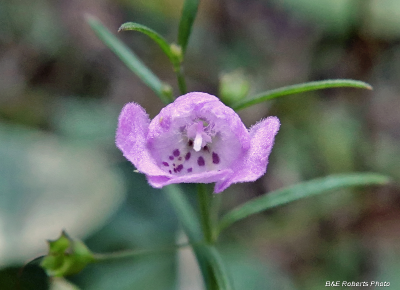 Agalinis_tenuifolia