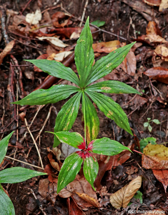 Indian_Cucumber_Root