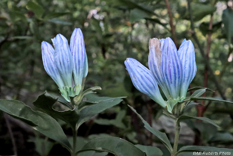 Gentians