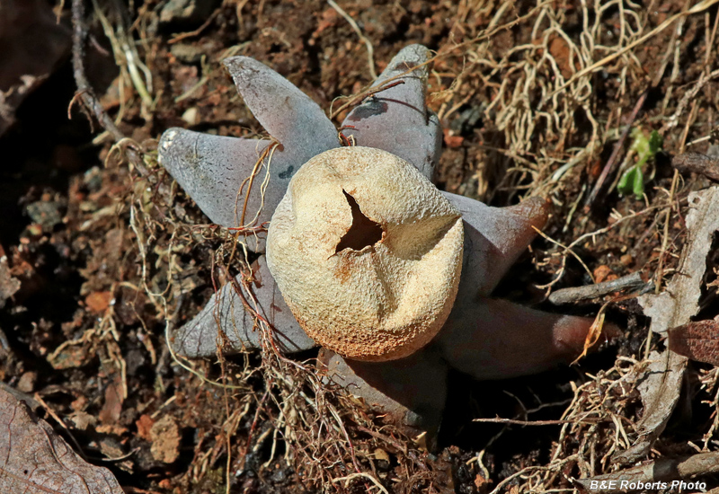 Earth_Star