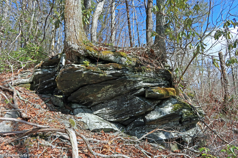 Rock_and_trees