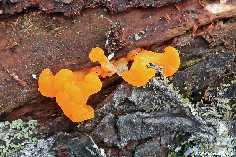 Witches_butter