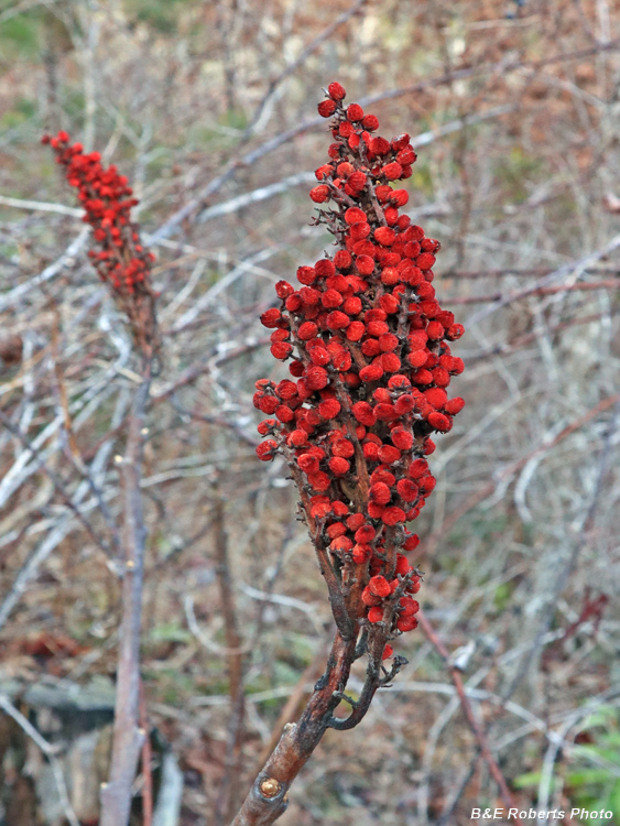 Sumac