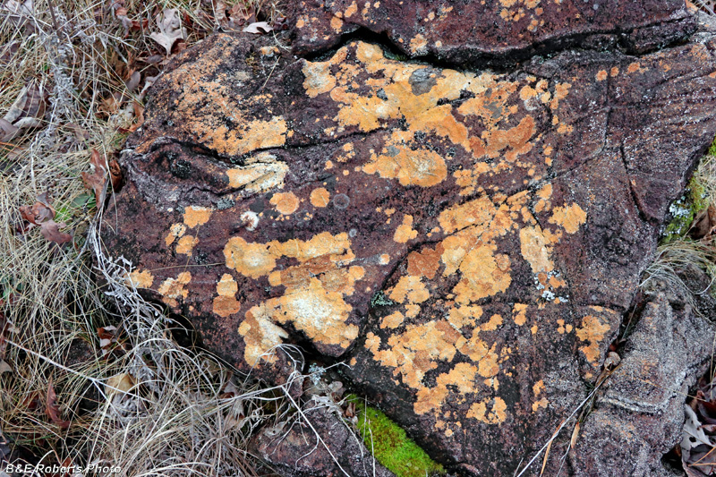 Lichen_Rock