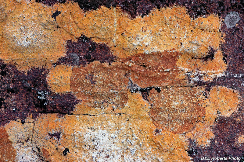 Lichen_Rock