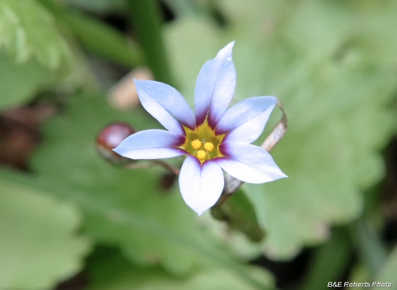 Sisyrinchium_rosulatum