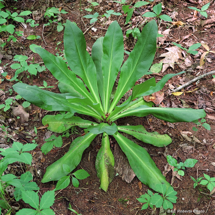 Columbo_basal_rosette