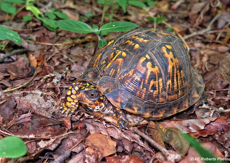 Box_turtle