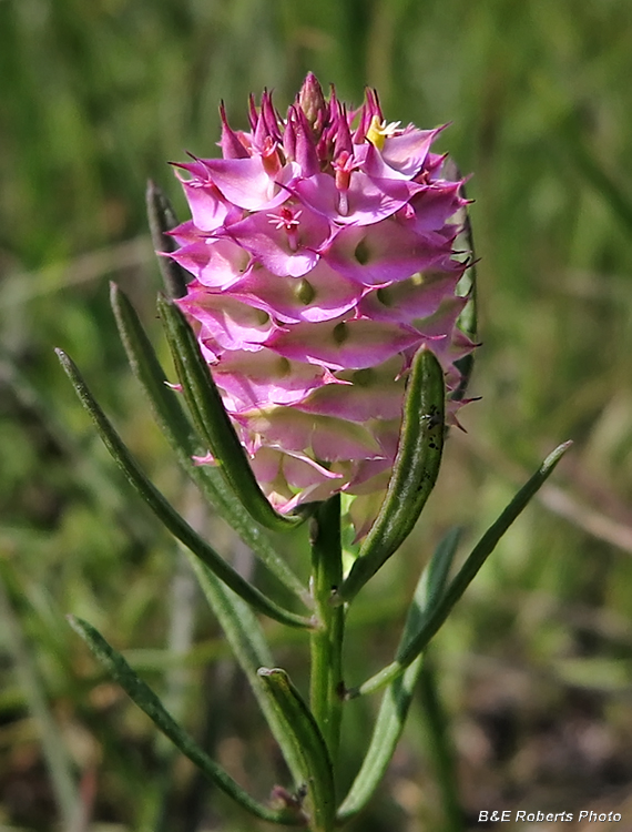 Polygala