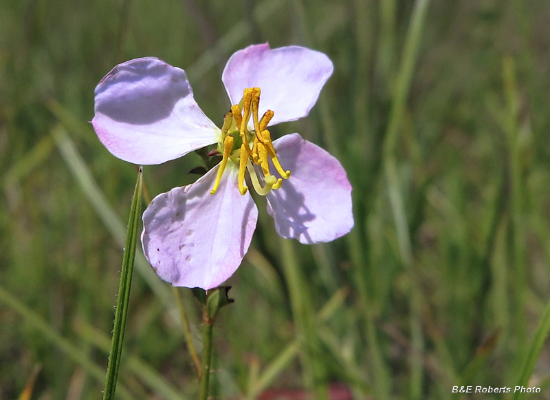 Meadow_Beauty