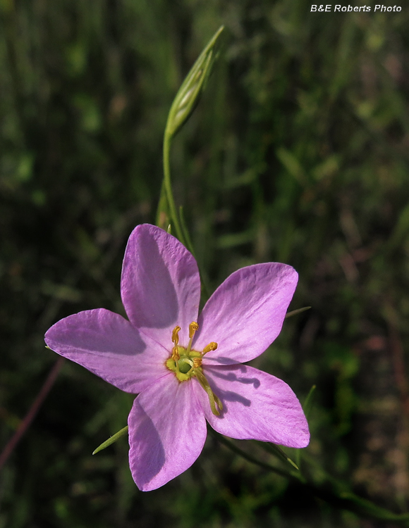 Sabatia