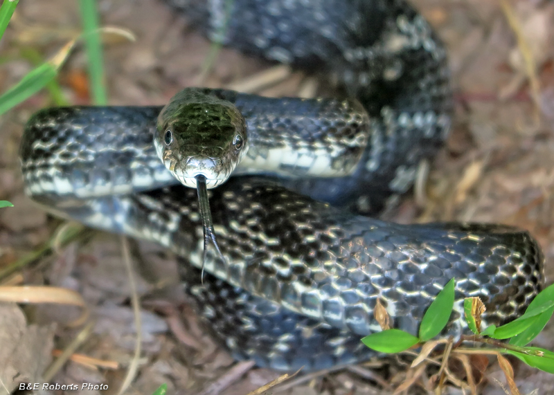 Rat_Snake