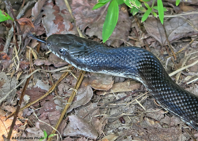 Rat_Snake