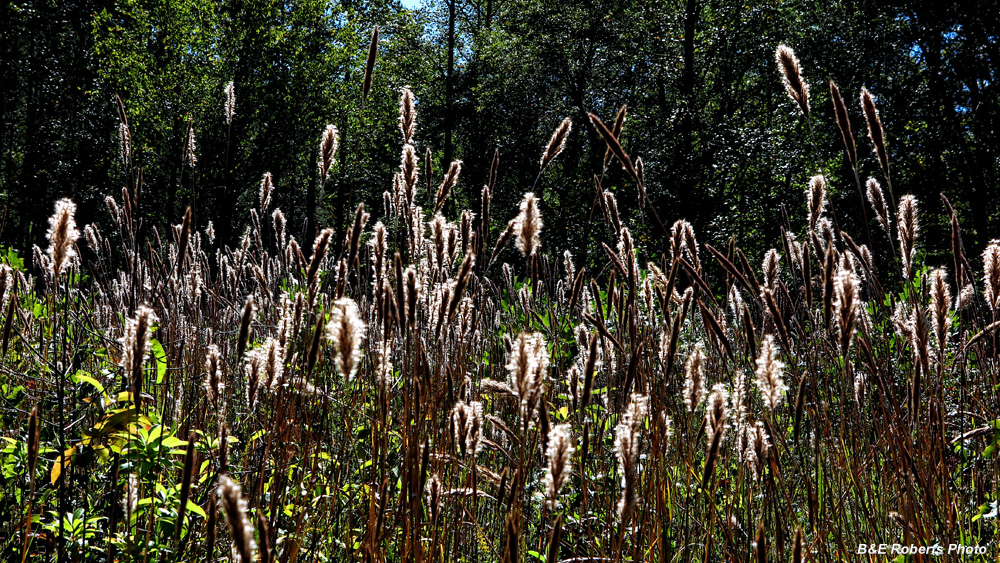 Grass_seed_heads