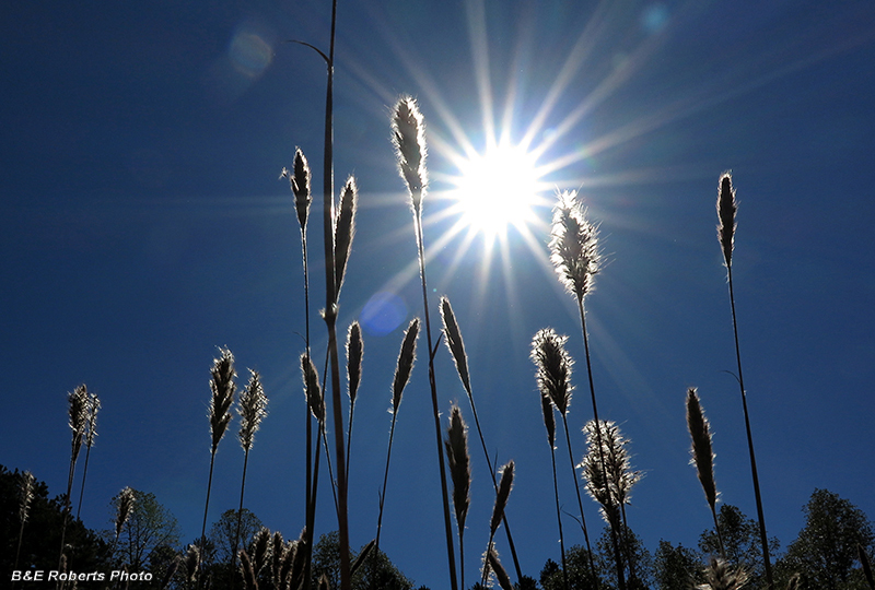 Backlit_grass_heads