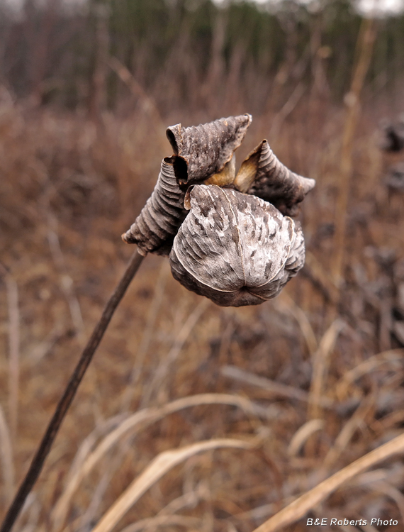 Dried_Sarracenia