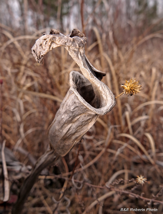 Dried_Sarracenia