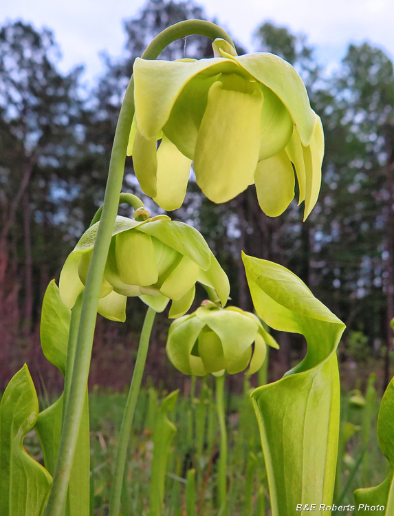 Sarracenia