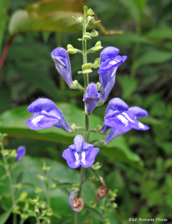 Skullcap