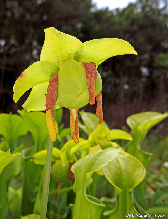 Pitcher_flower