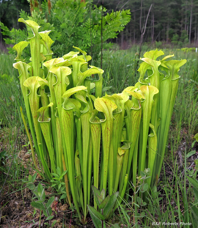 Pitcher_plants