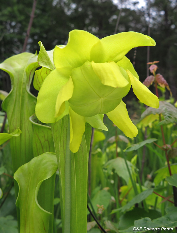 Pitcher_flower