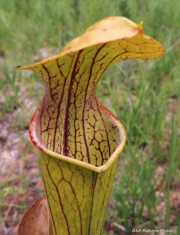 Leaf_pitcher