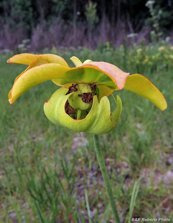 Pitcherplant_flower