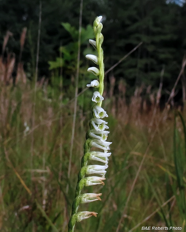 Ladies_Tresses