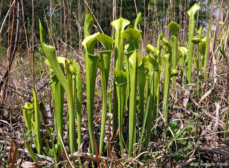 Pitcher_plants