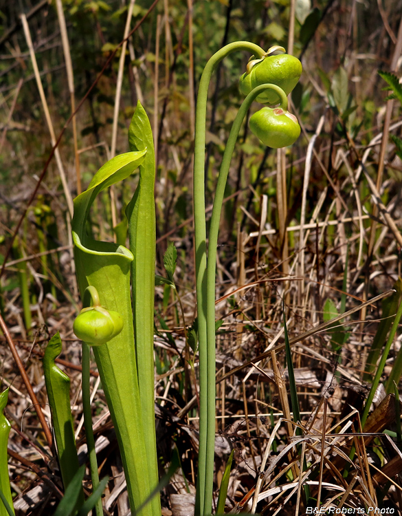 Pitcher_plant_buds