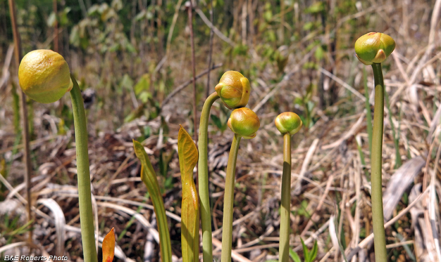 Pitcher_plant_buds