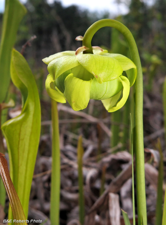 Pitcher_plant_flower