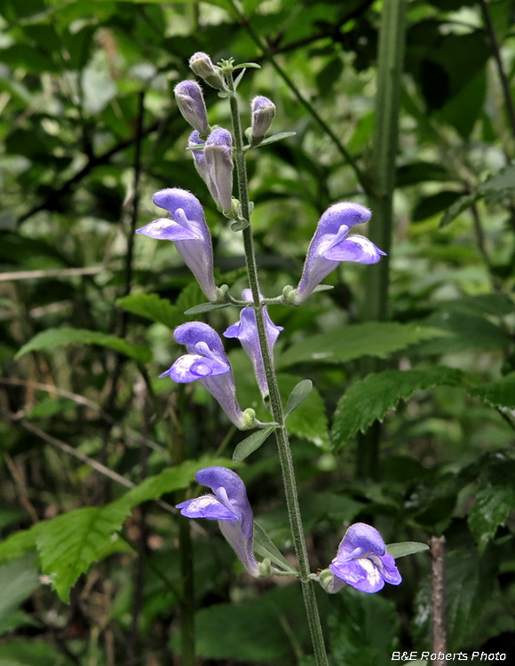 Skullcap