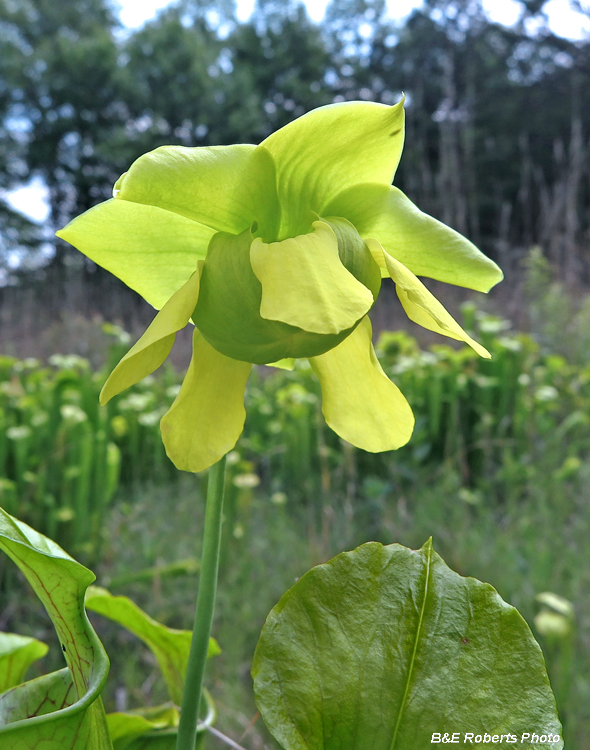 Pitcher_plant