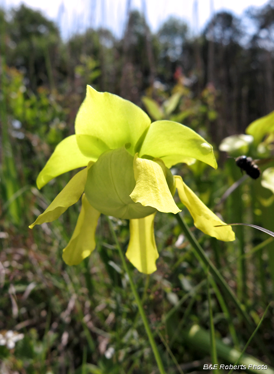 Pitcher_flower