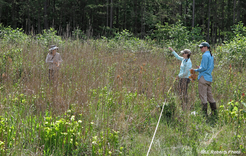 Laying_transect