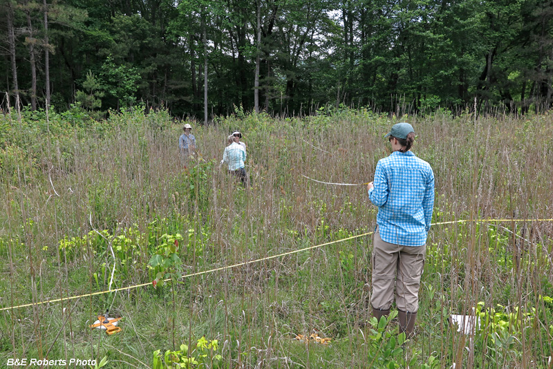 Laying_transect