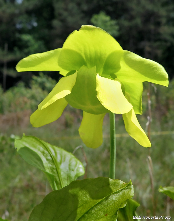 Pitcher_flower