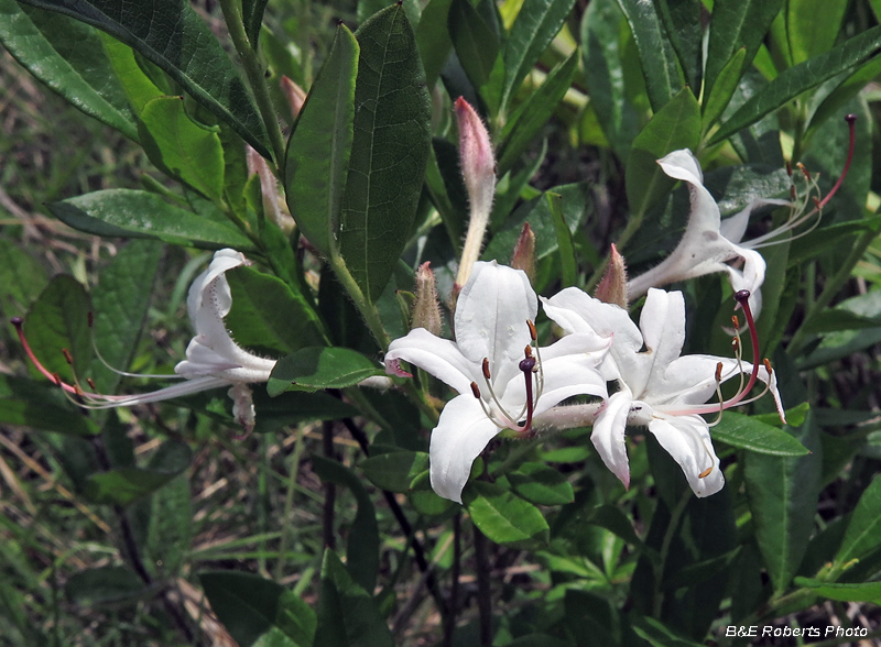 Rhododendron-viscosum